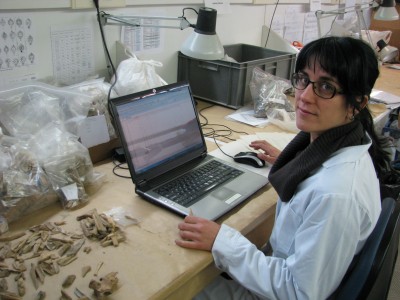 Lídia Colominas al laboratori de l’ICAC estudiant restes òssies d’animals. Foto: Carme Badia.