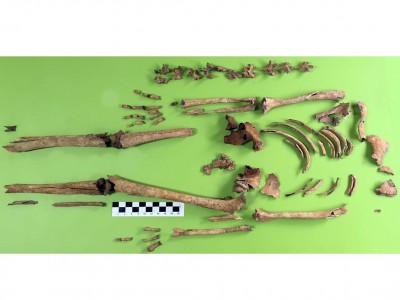 Reconstrucció de les restes esquelètiques de Rabassats al laboratori d’antropologia.