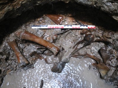 Restes de fauna corresponents a extremitats d'un èquid a l'interior del pou.