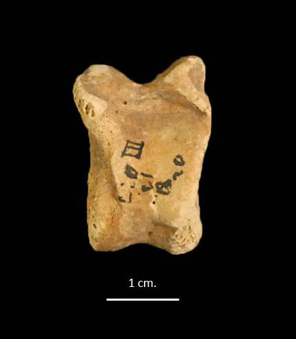 Astràgal d’ovella procedent del jaciment de  Llo (Sallagosa, La Cerdanya), a 1630 m s.n.m. seleccionat per a l’estudi morfomètric i d’ADN antic. Autora: Lídia Colominas (ICAC).