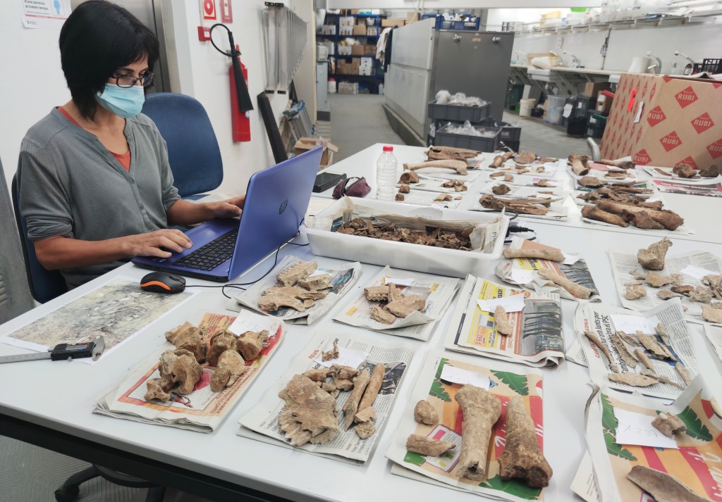Lidia Colominas treballant amb una mostra de restes animals (2020). Foto: ICAC