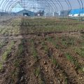 Nueva temporada de cultivos experimentales en Grecia