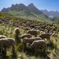 GIAP SEMINARS 2026: «Herds Across Mountains: Long-Term Pastoral Practices in the Western Alps»