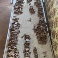 Nova col·laboració arqueozoològica al jaciment de Podere Marzuolo